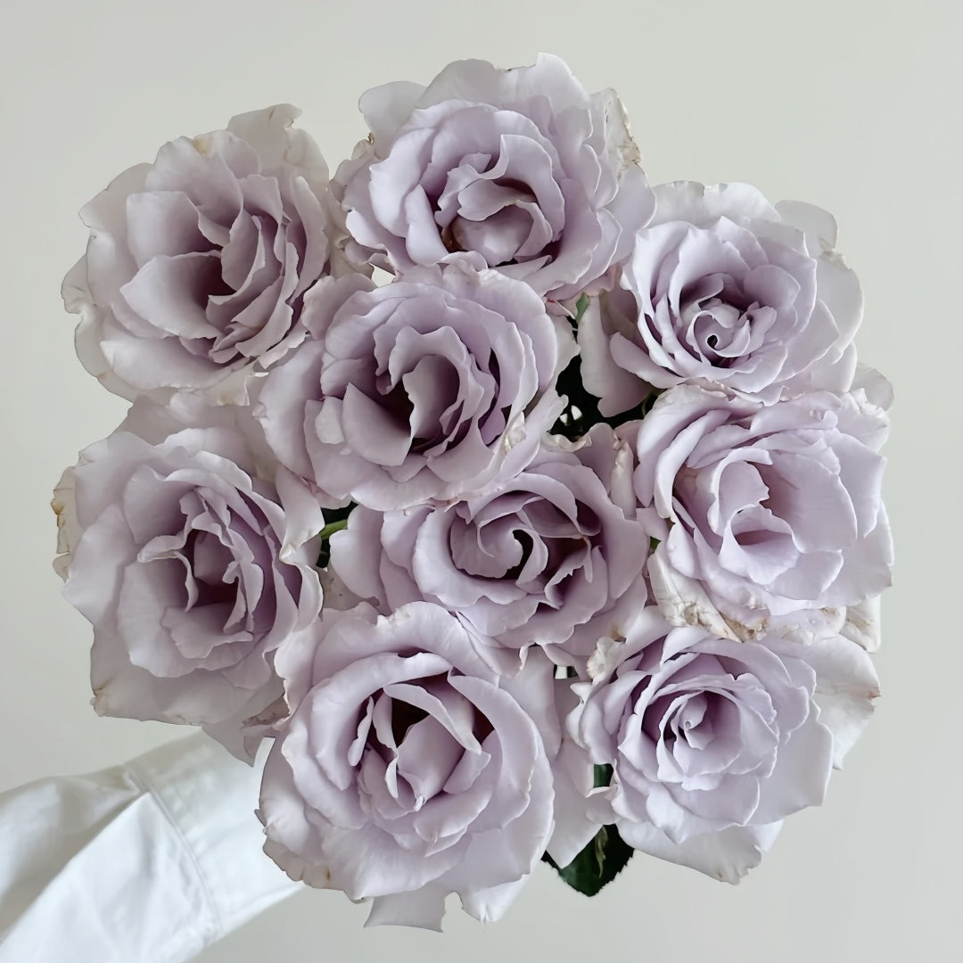 Misty Purple Rose