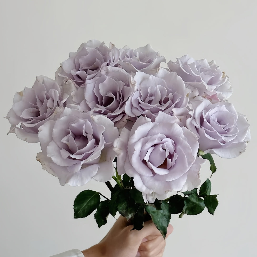 Misty Purple Rose
