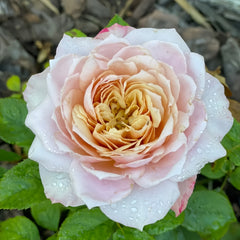 Miyabi Cha
