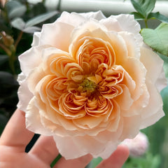 Miyabi Cha