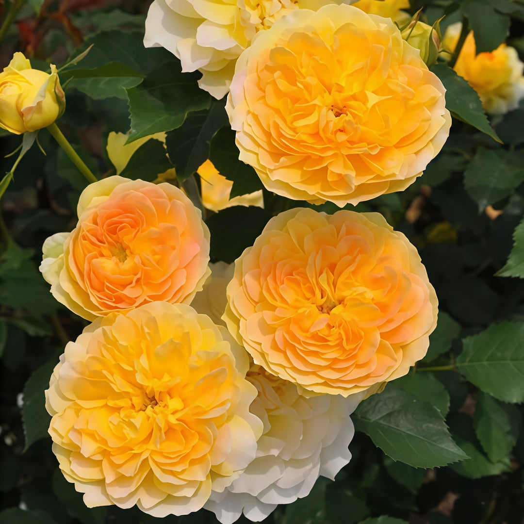Molineux Rose