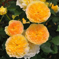 Molineux Rose