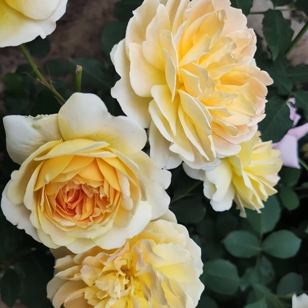 Molineux Rose