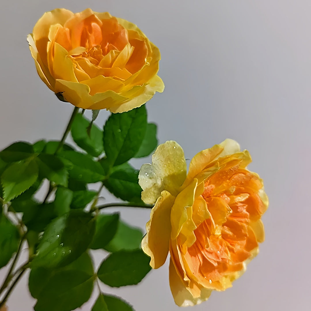 Molineux Rose