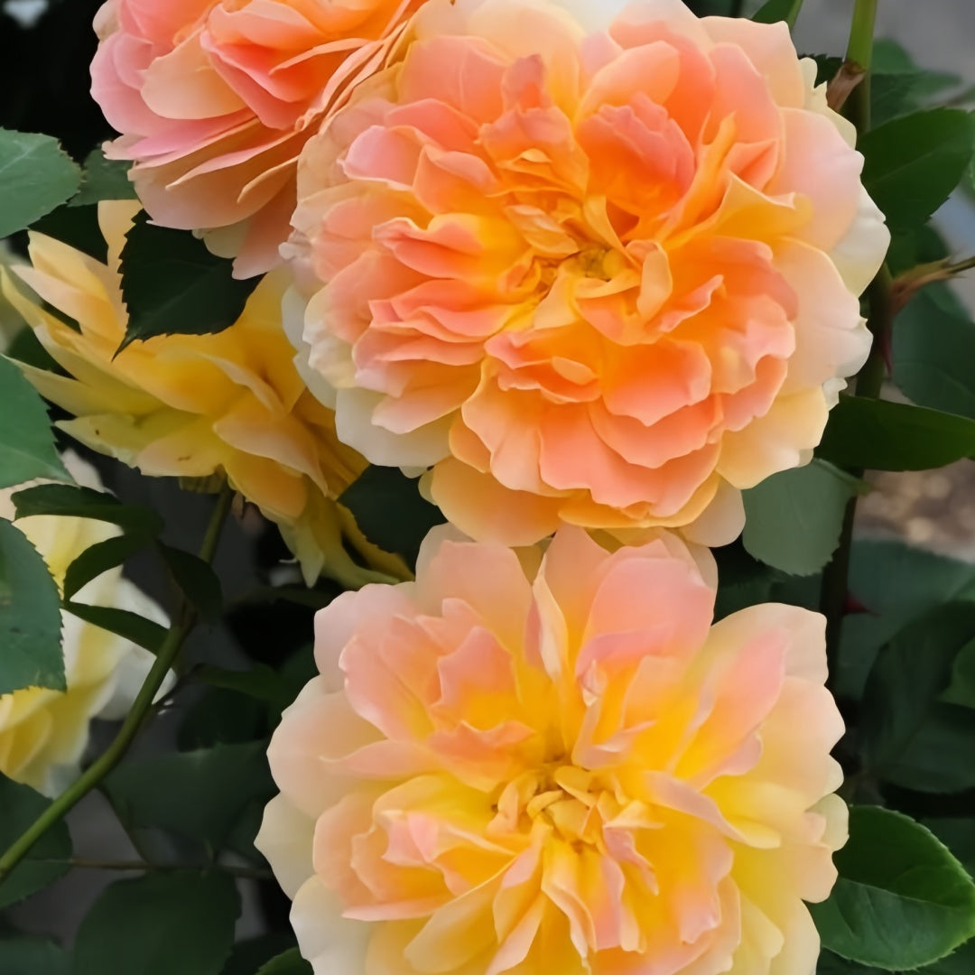 Molineux Rose