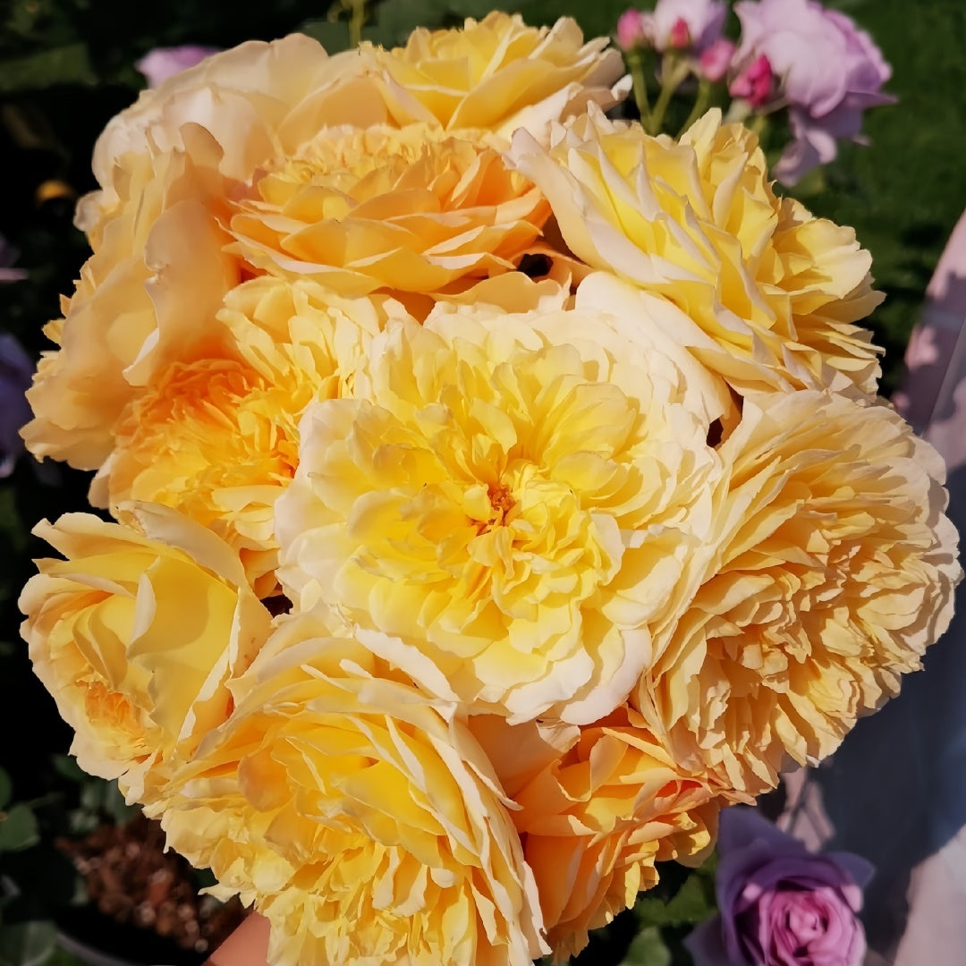Molineux Rose