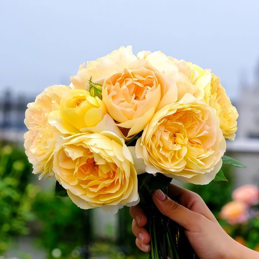 Molineux Rose