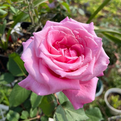 Momoka Rose Plant