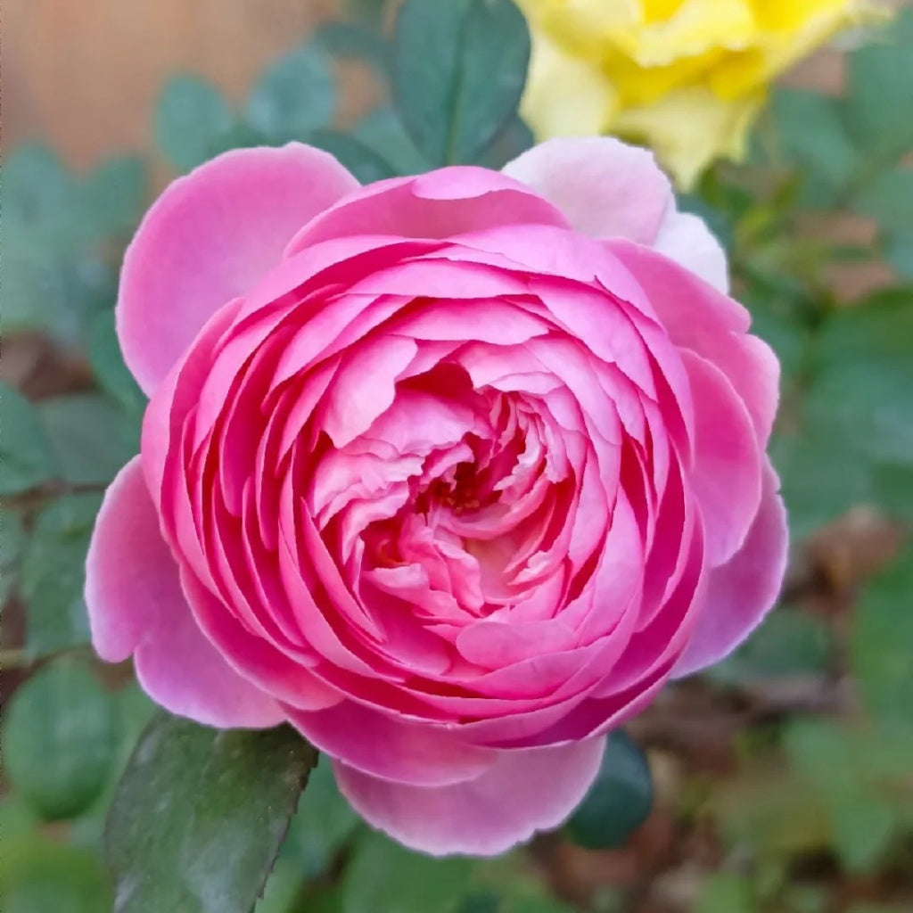 Momoka Rose Plant