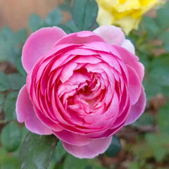 Momoka Rose Plant