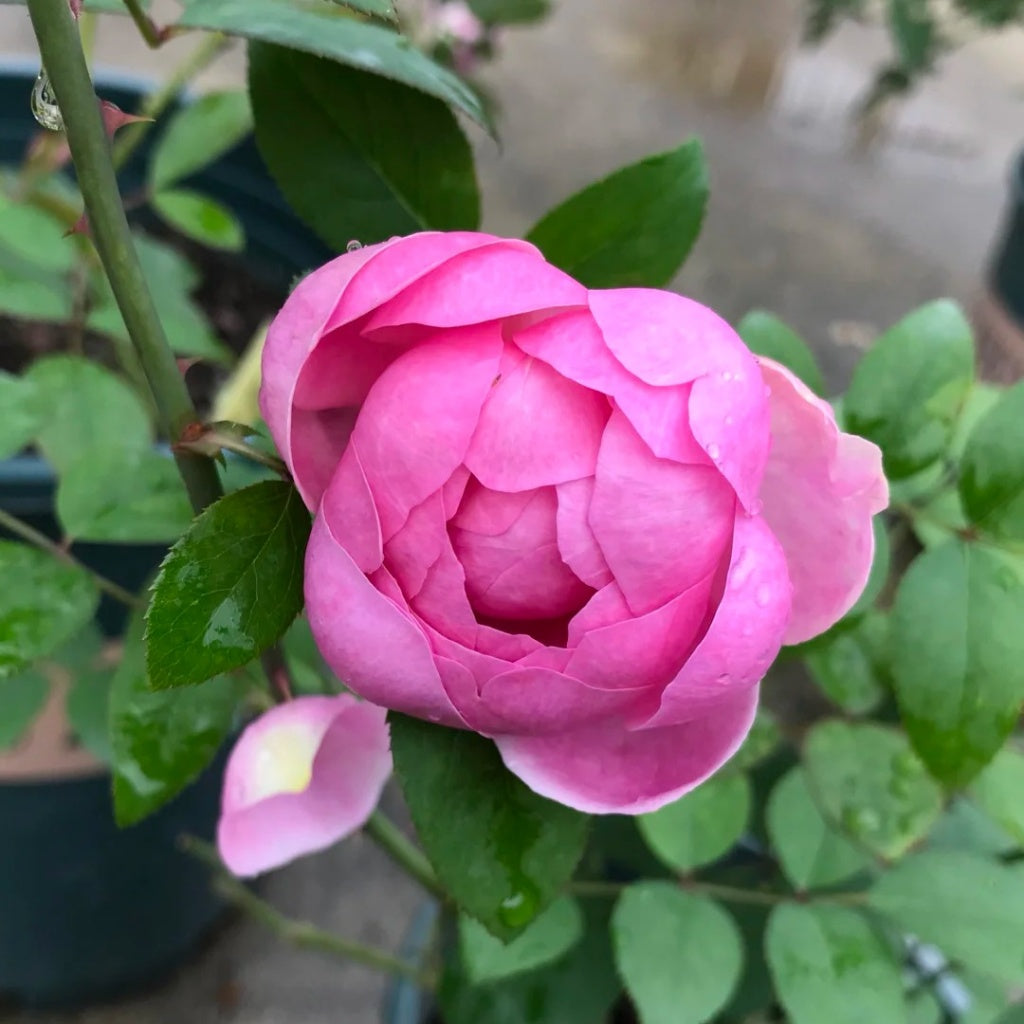 Momoka Rose Plant
