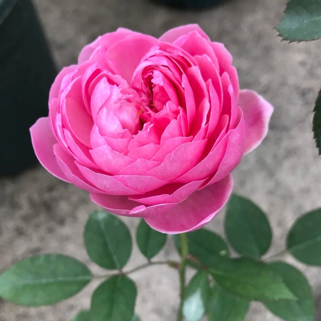 Momoka Rose Plant
