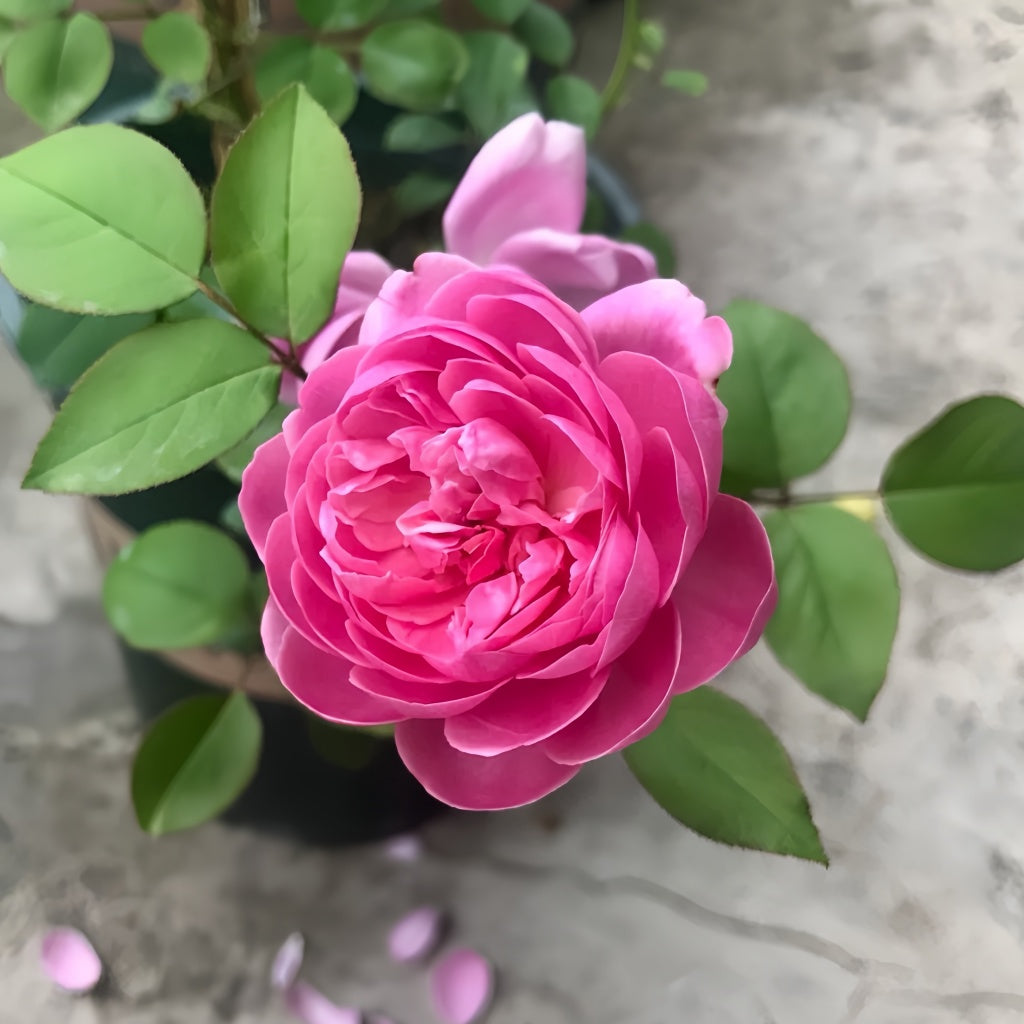 Momoka Rose Plant