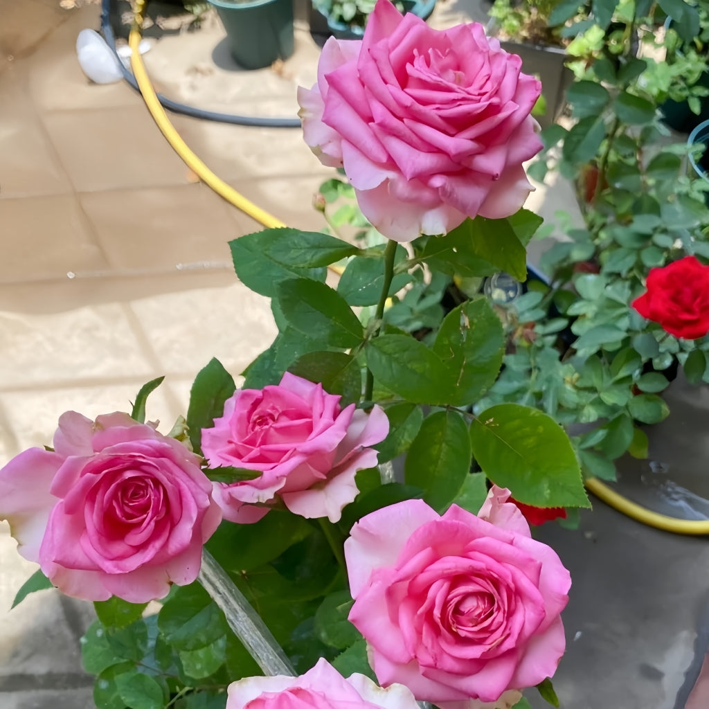 Mon Amour Rose