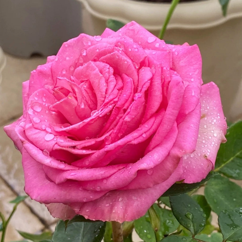 Mon Amour Rose