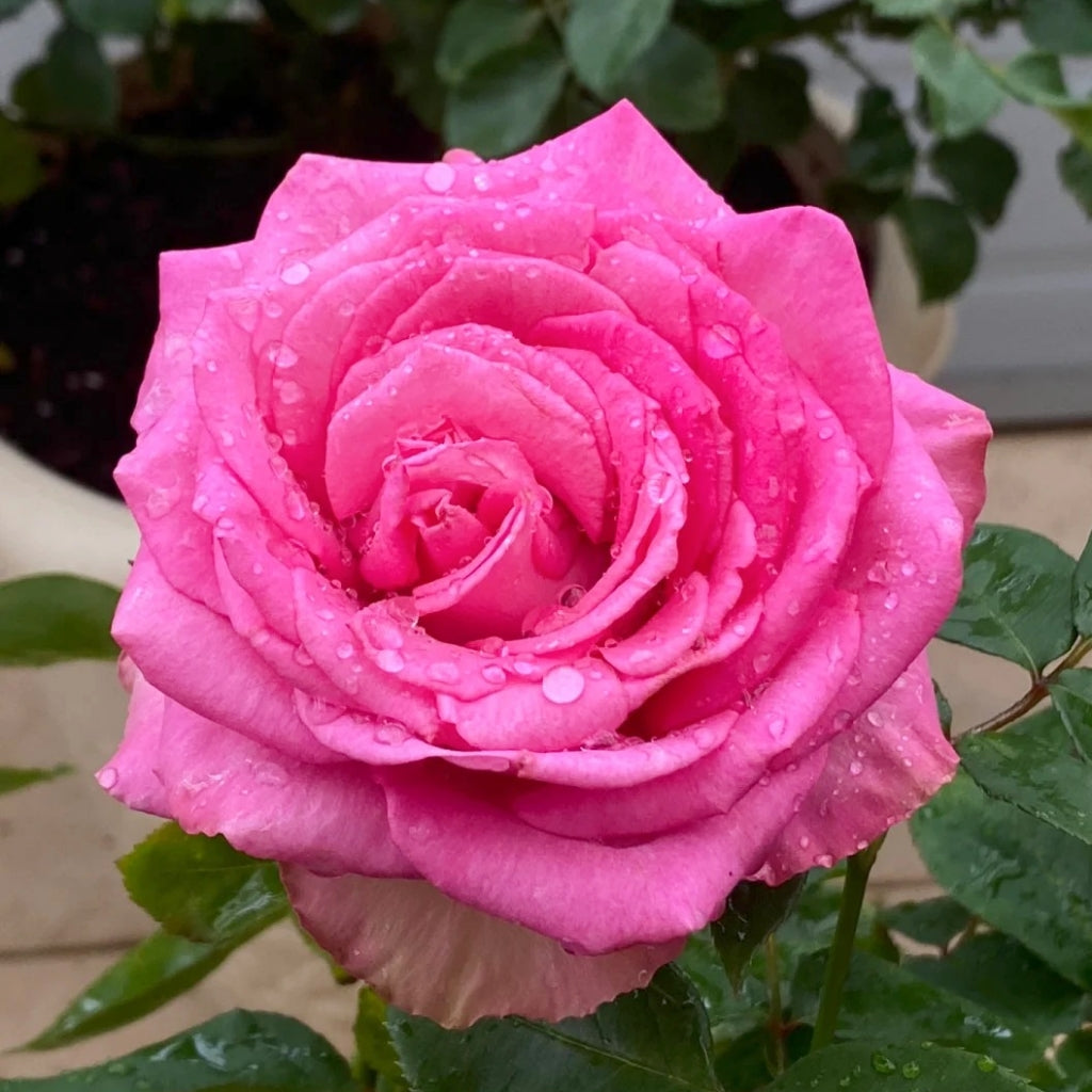 Mon Amour Rose