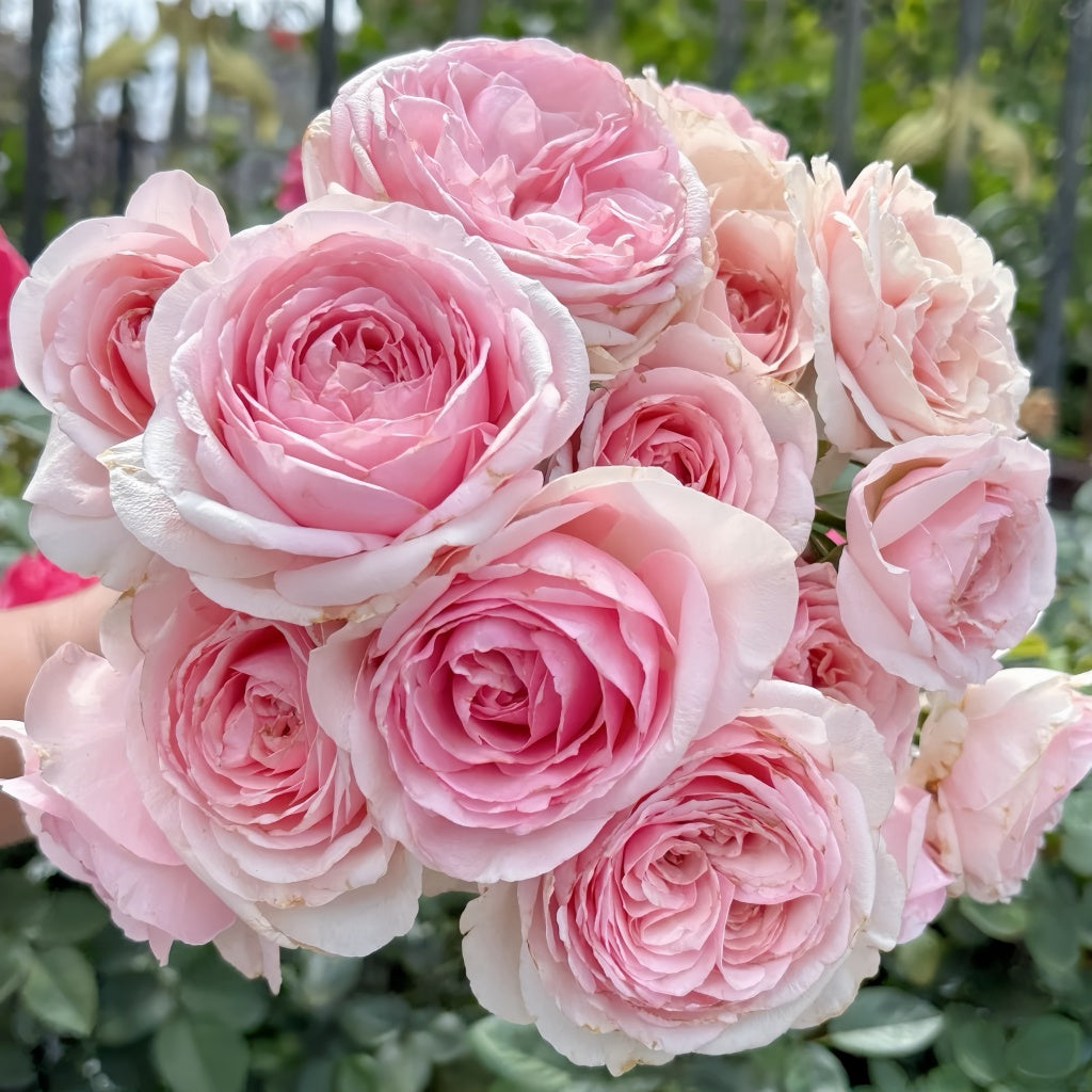 Mona Lisa Rose