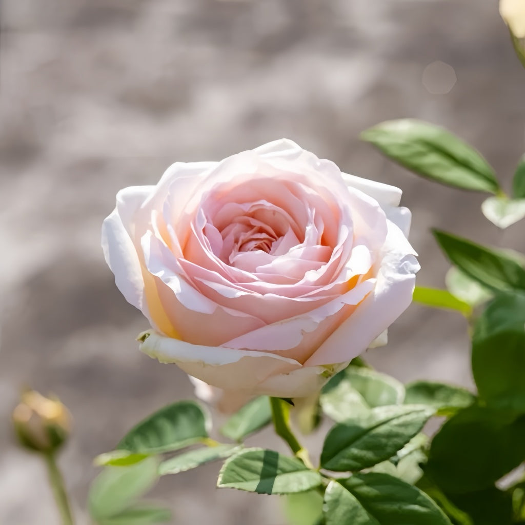 Mona Lisa Rose