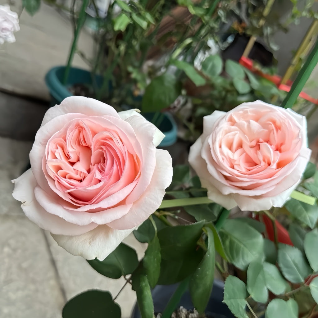 Mona Lisa Rose