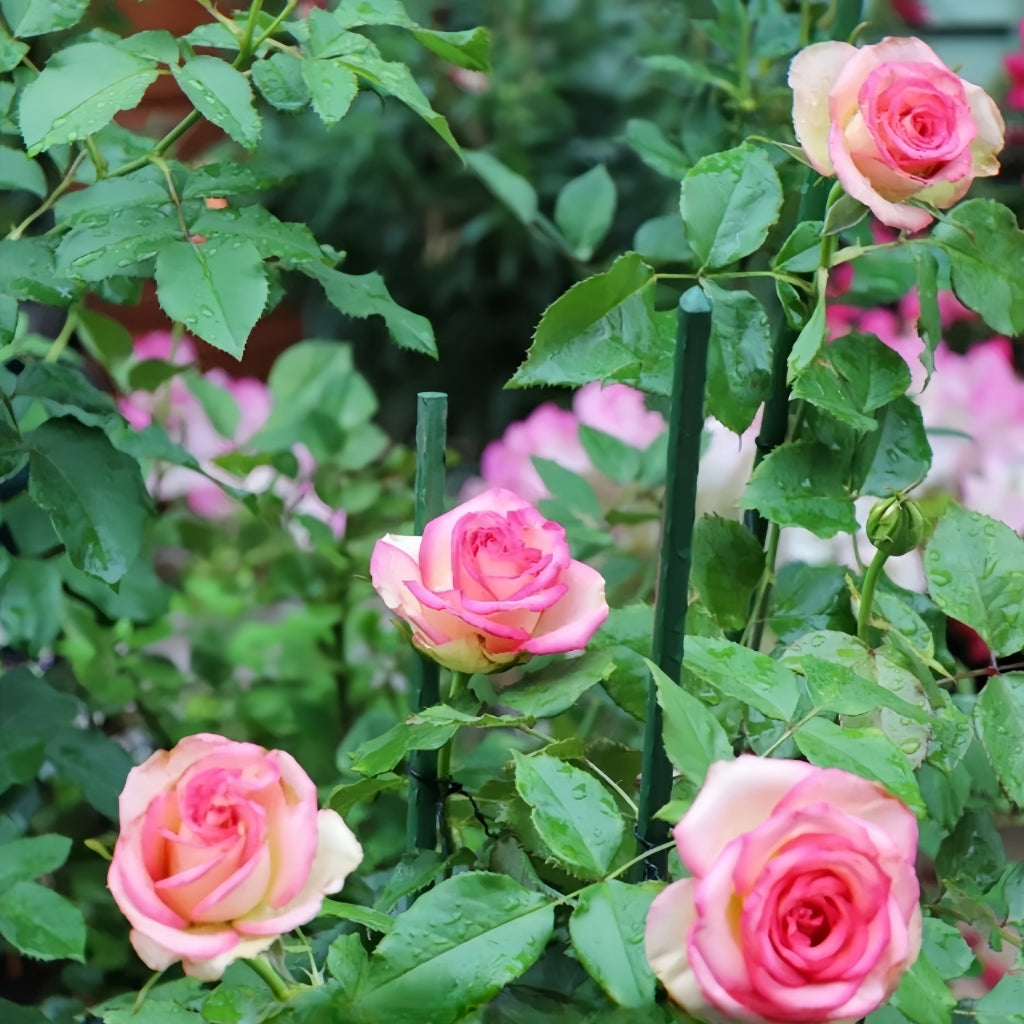 Monroe Rose Rosesplant Monroe Rose Rosesplant