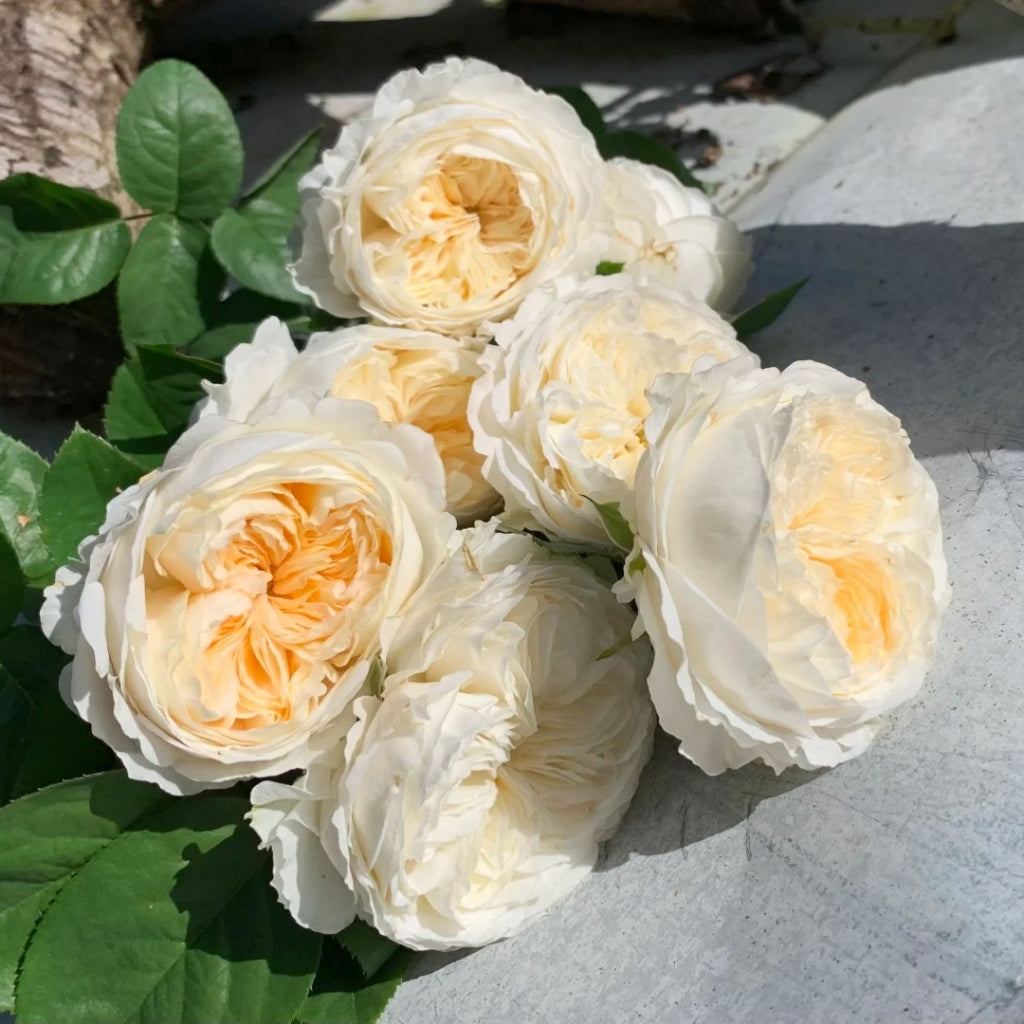 Moon Fairy Rose