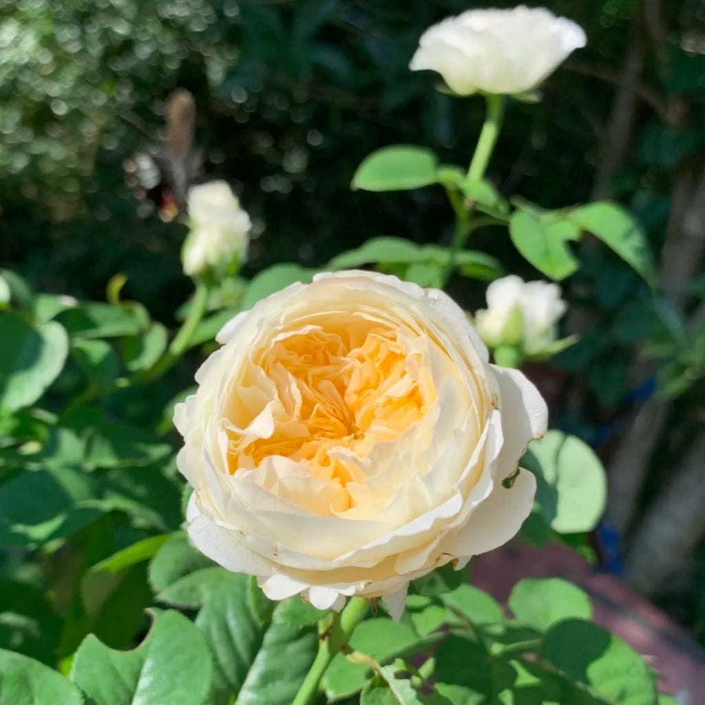 Moon Fairy Rose