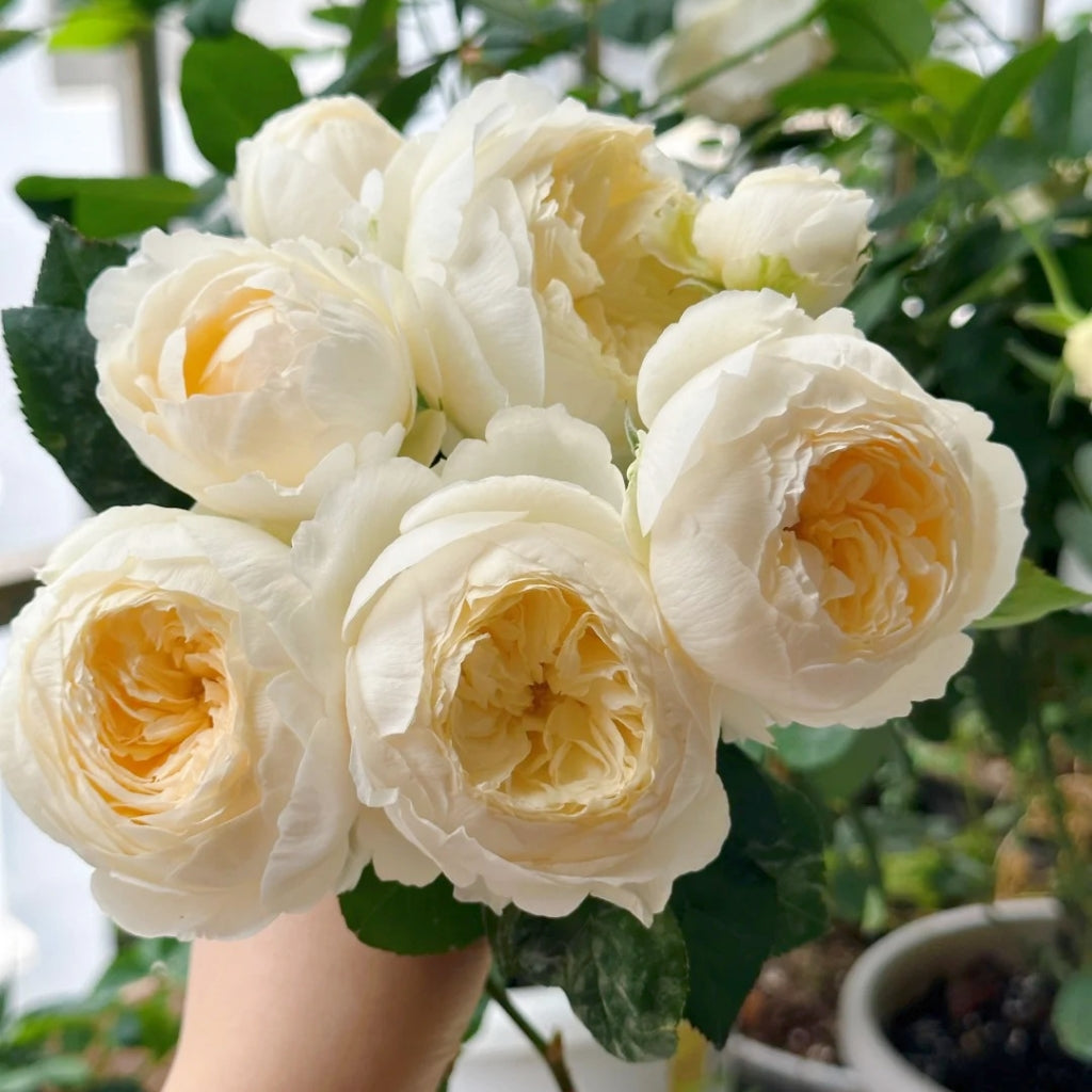 Moon Fairy Rose