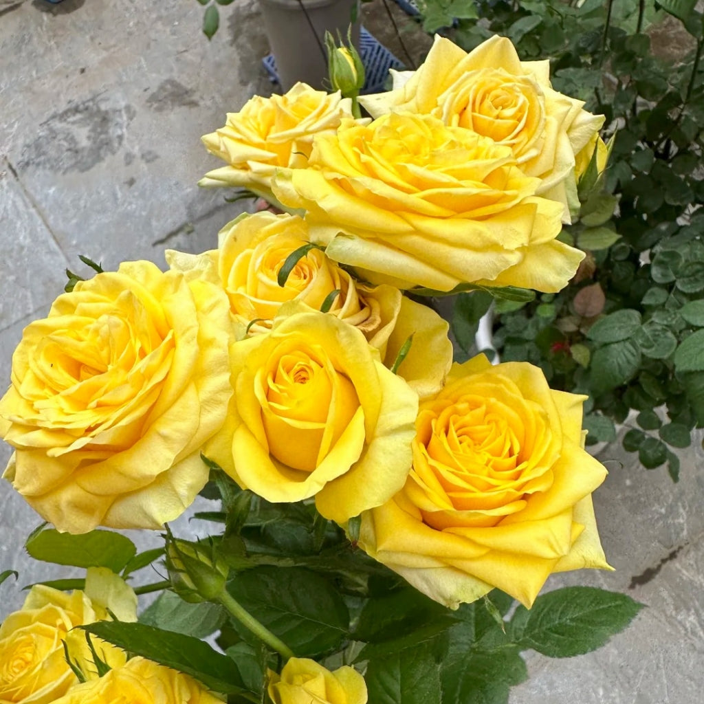 Moonwalk Rose
