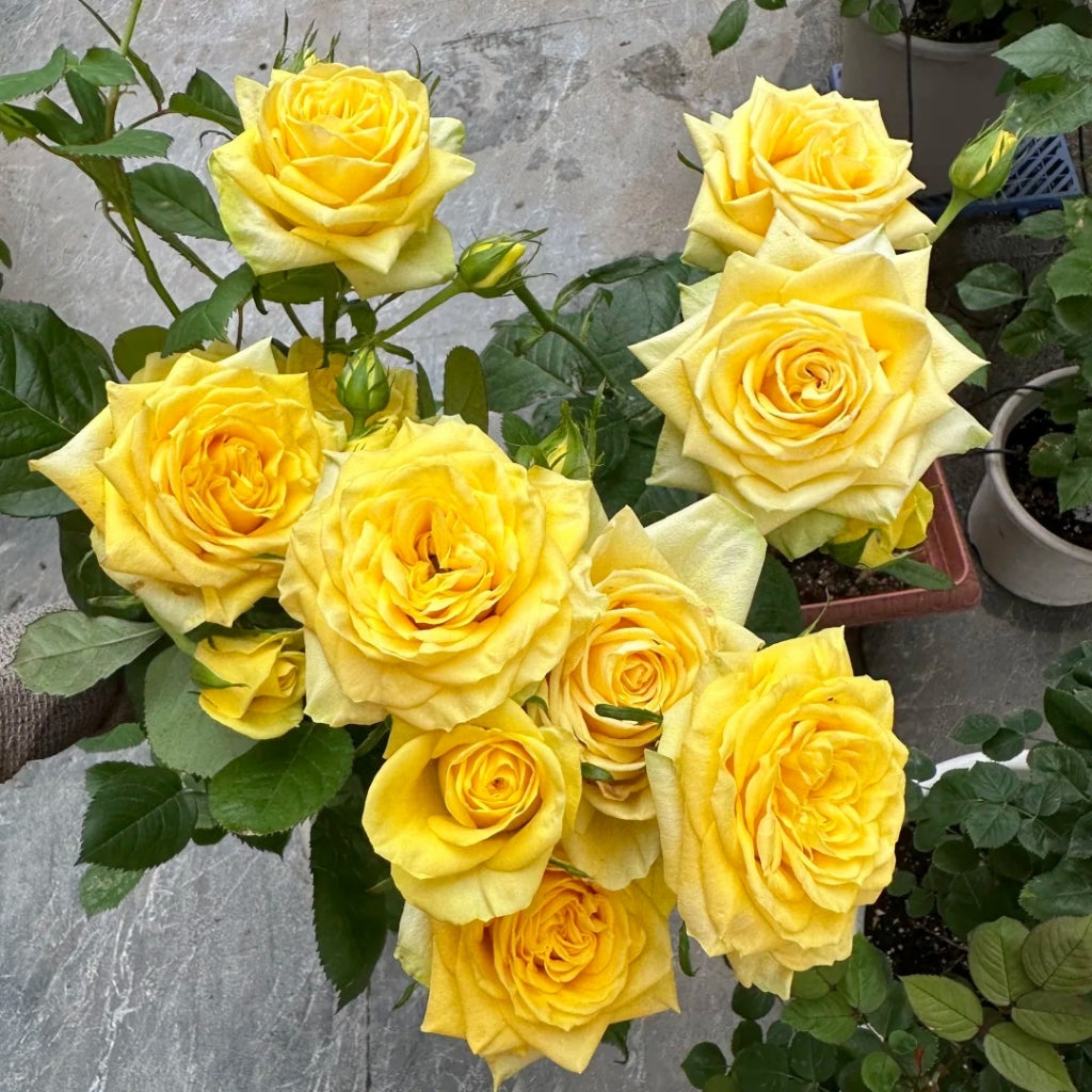 Moonwalk Rose