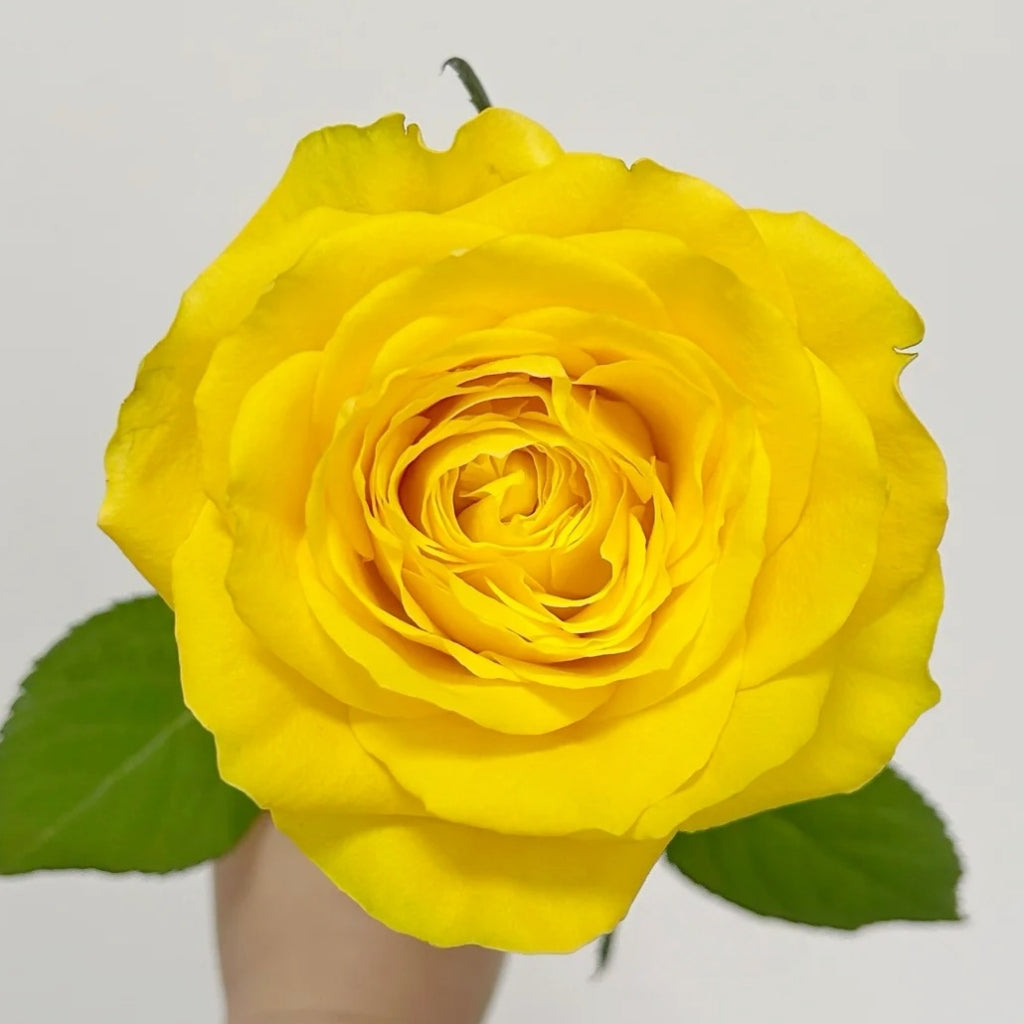 Moonwalk Rose