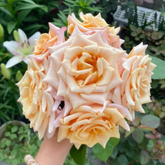 Mother of Pearl Rose