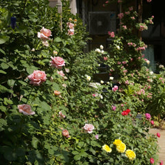 Moulin De La Galette Rose