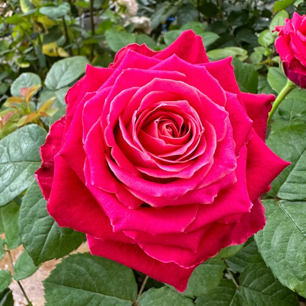 Movie Star Rose