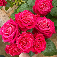 Movie Star Rose