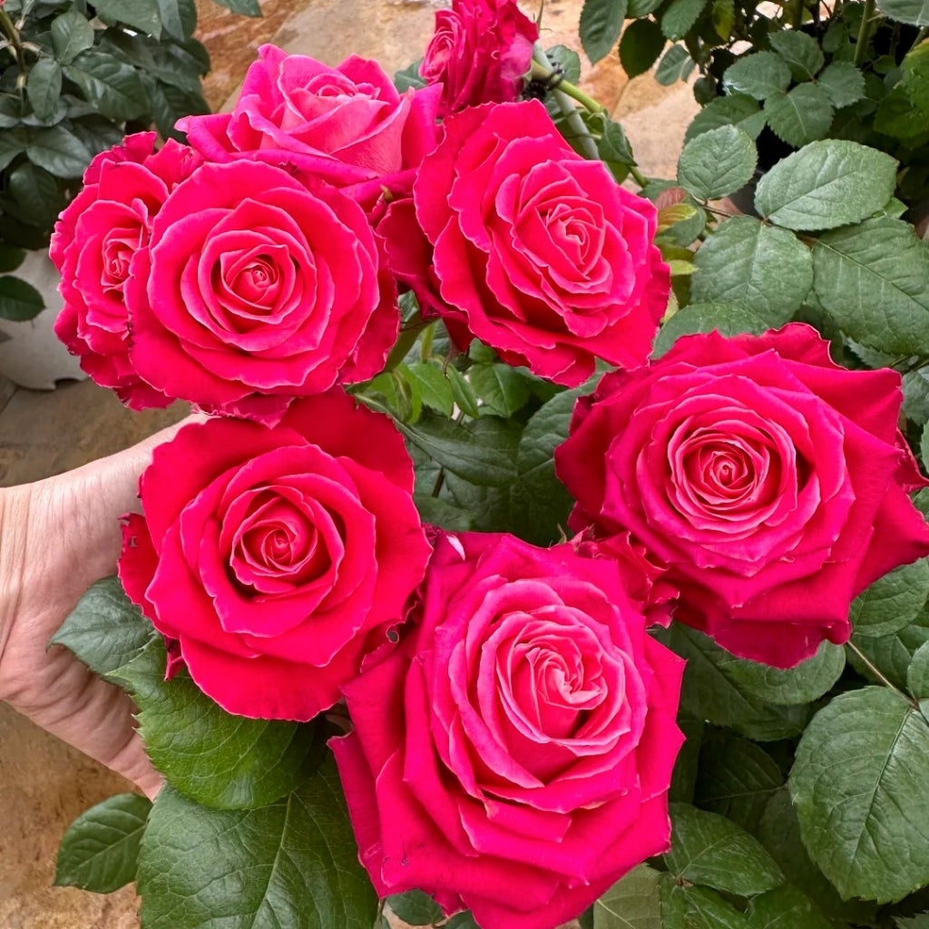 Movie Star Rose