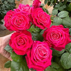 Movie Star Rose