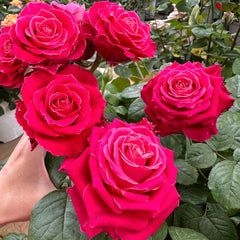 Movie Star Rose