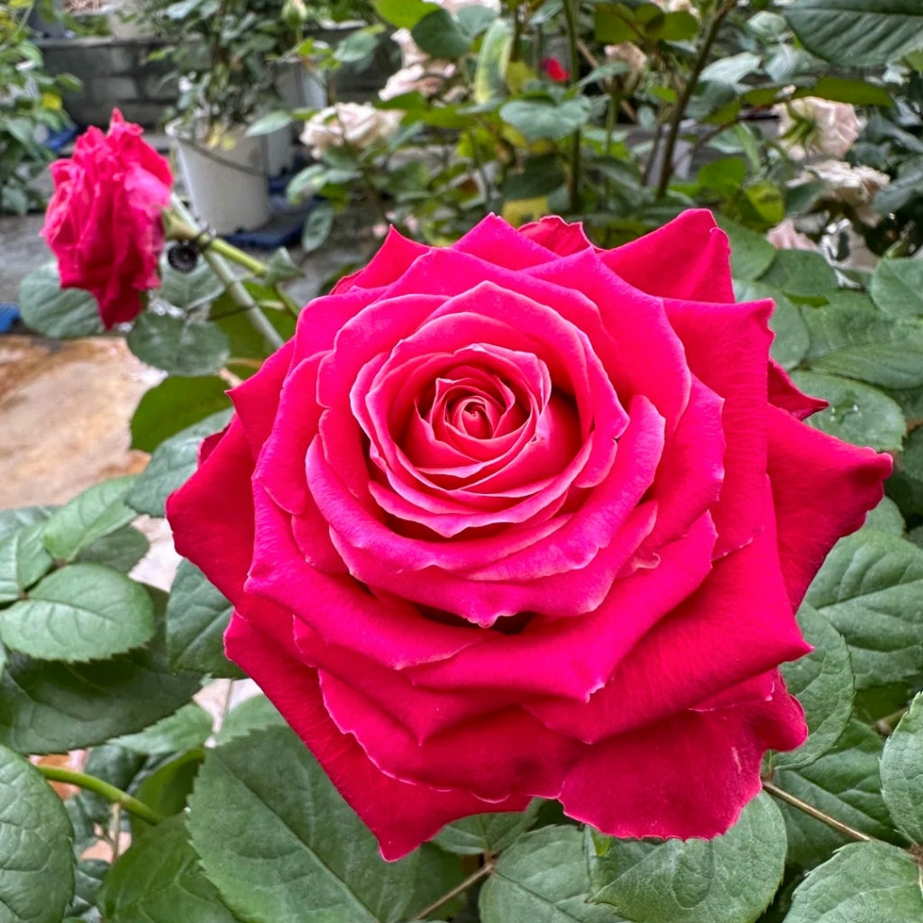 Movie Star Rose