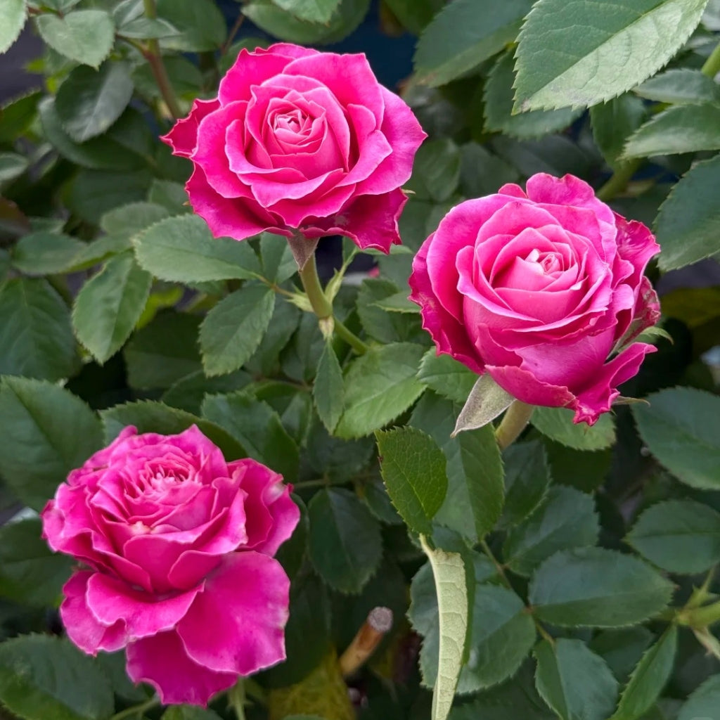 Movie Star Rose