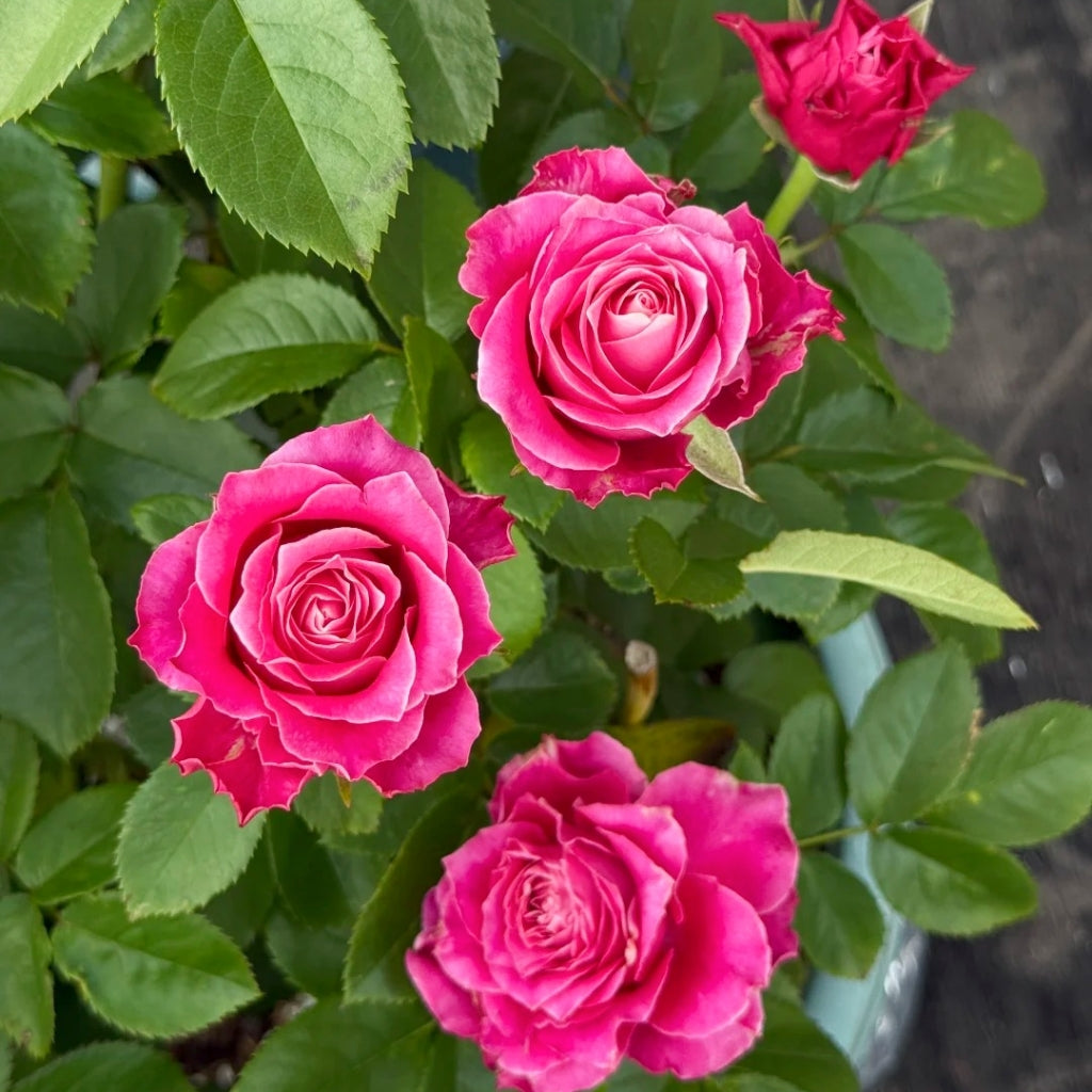 Movie Star Rose