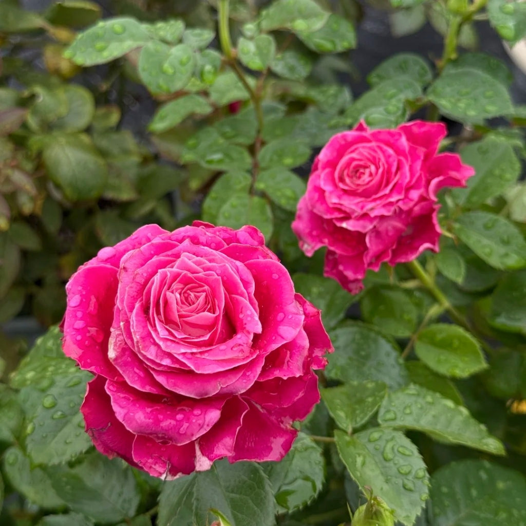 Movie Star Rose