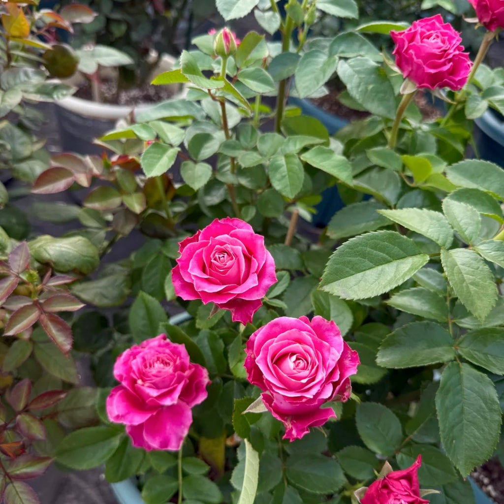 Movie Star Rose