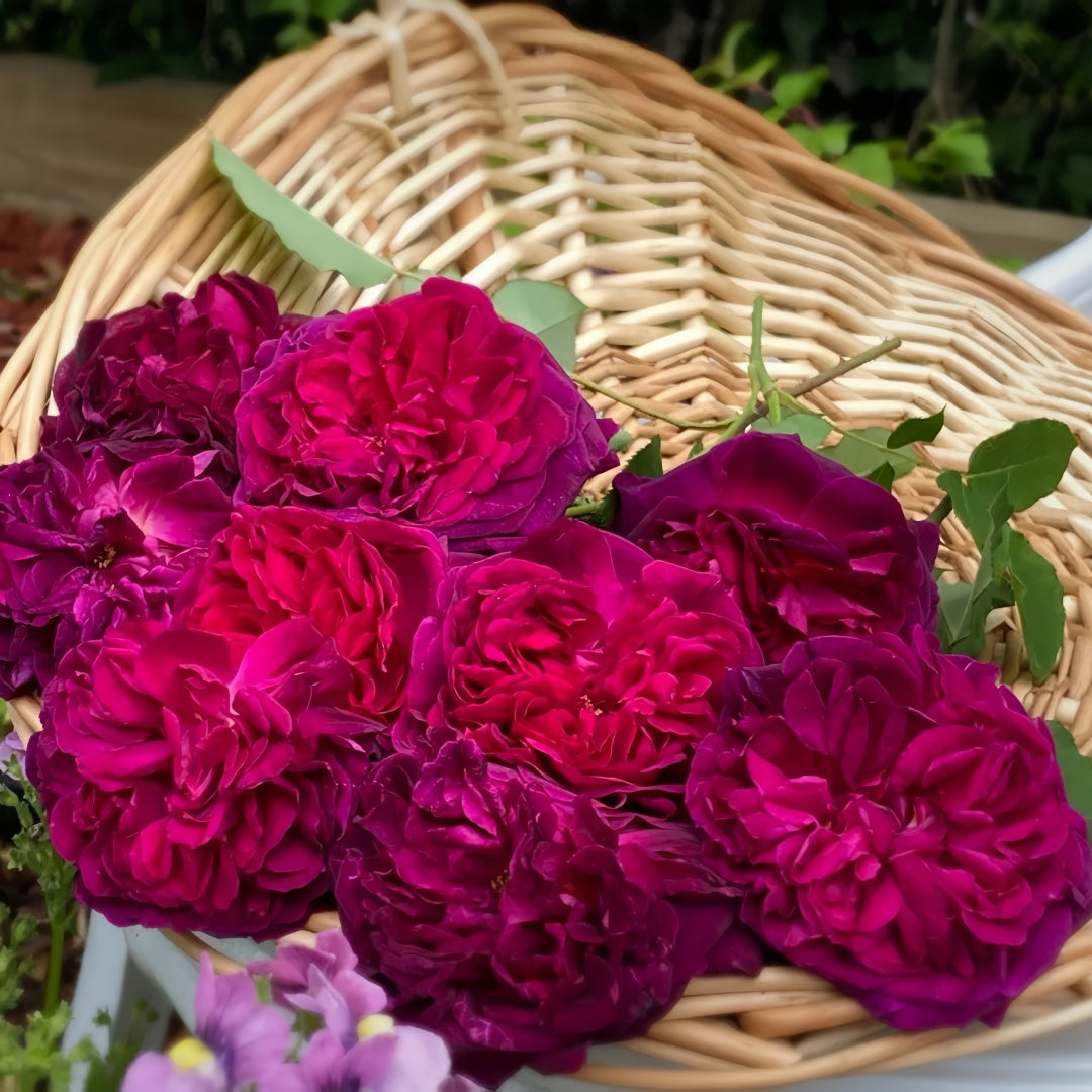 Midwood Roses Munstead Wood Rose – Deep Red, Strongly Fragrant English Shrub – Rosesplant