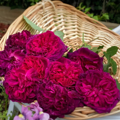 Munstead_Wood_Rose