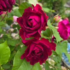 Munstead Wood Rose