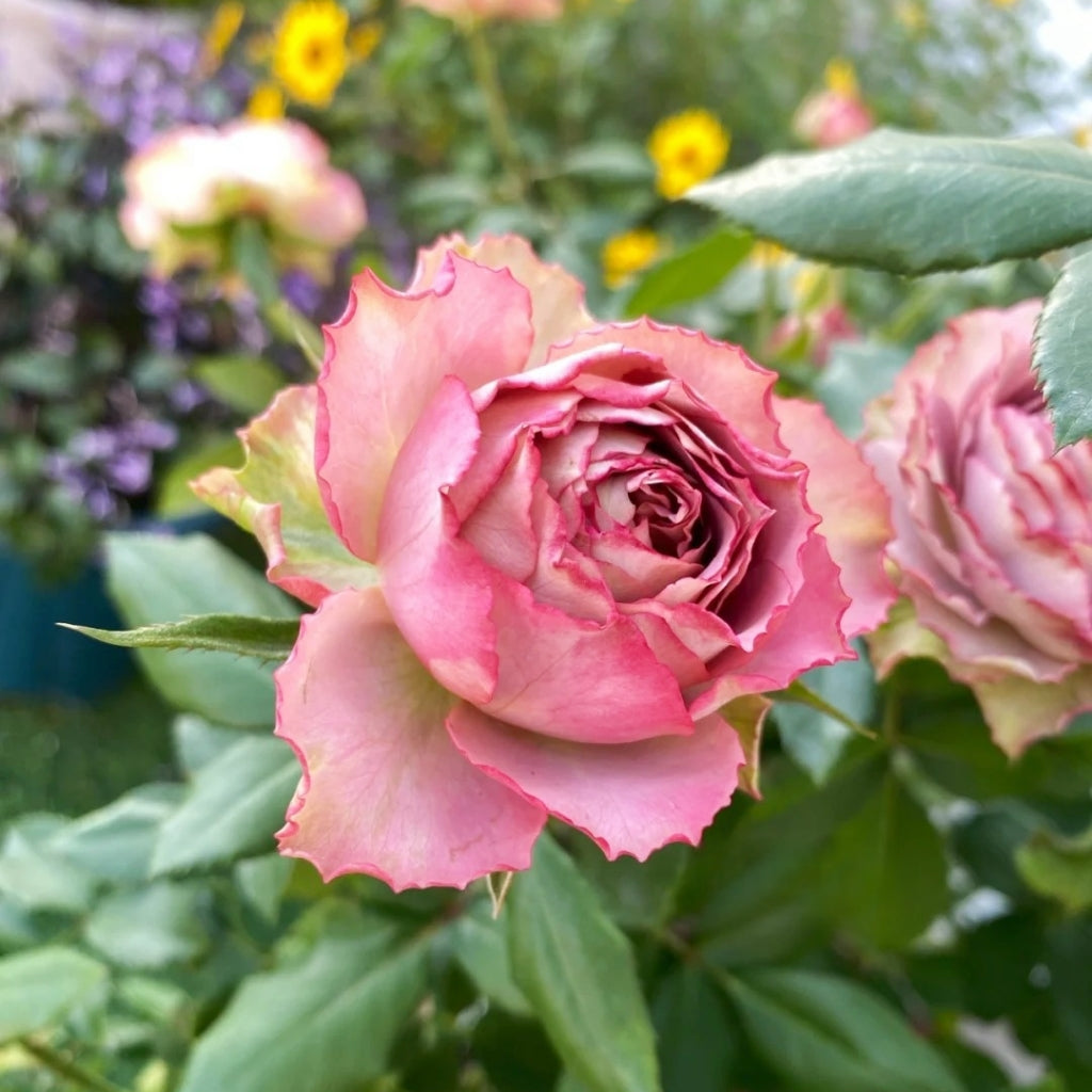 Nachuru Test Rose