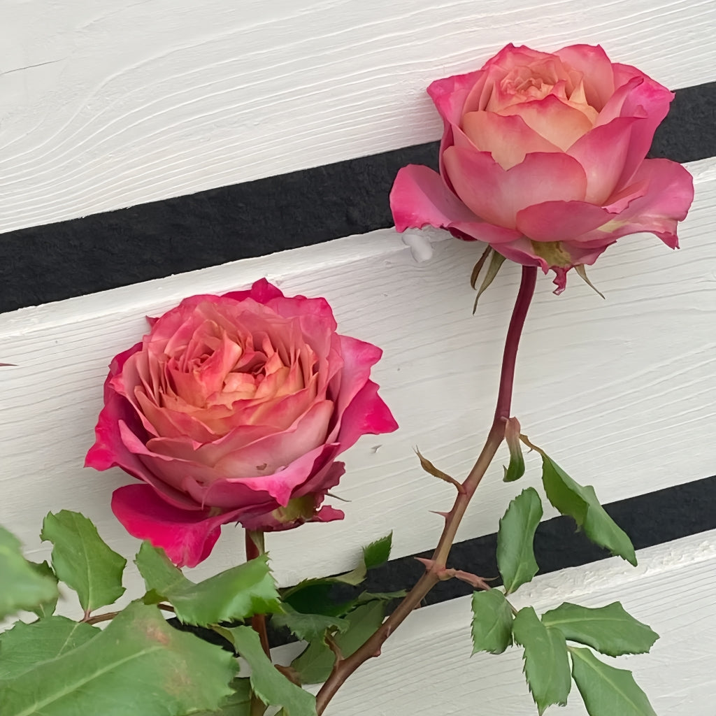 Nachuru Test Rose