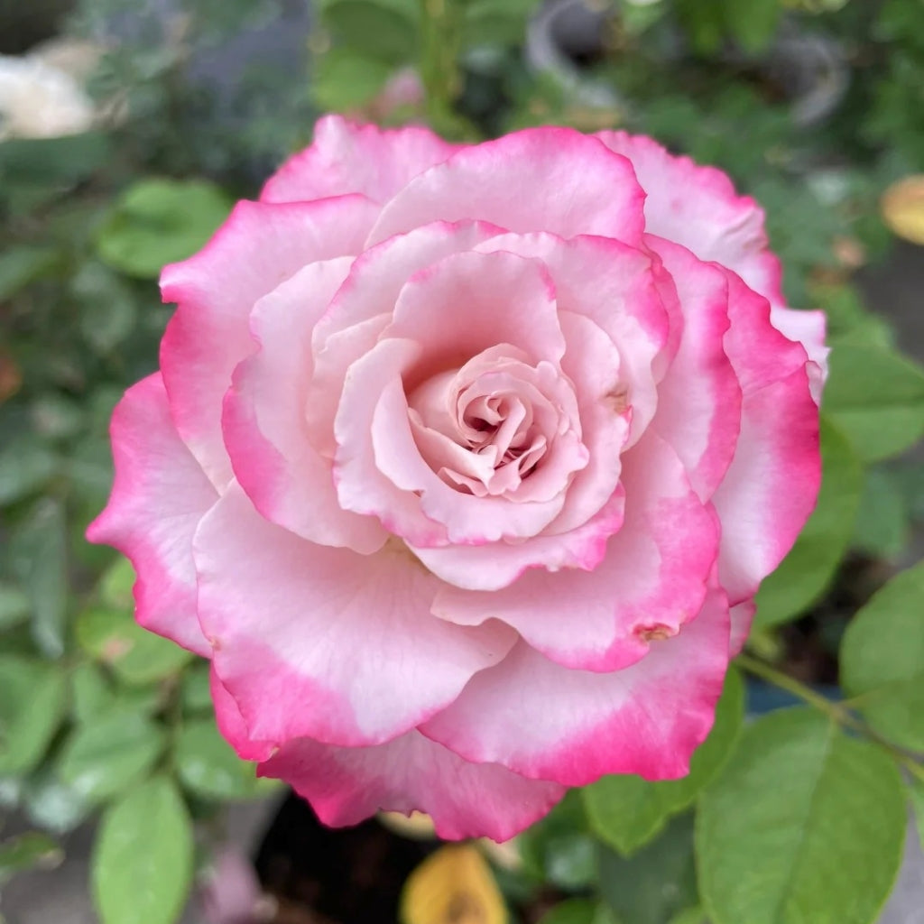 Nanyan Rose