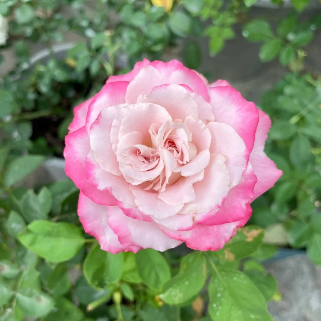 Nanyan Rose