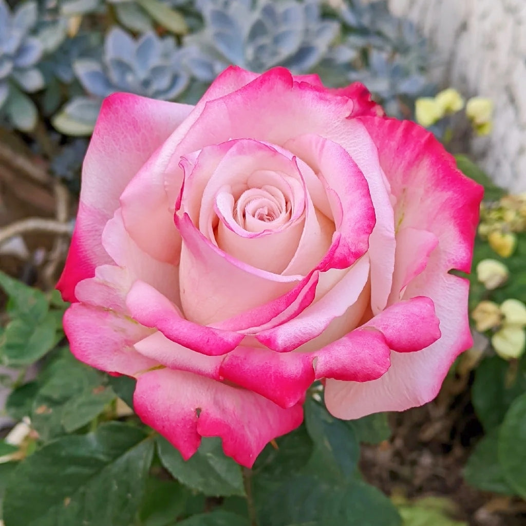Nanyan Rose